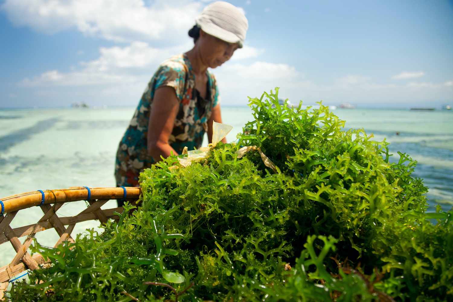 The Seaweed Meals Revolution Might Begin with a Determine Change