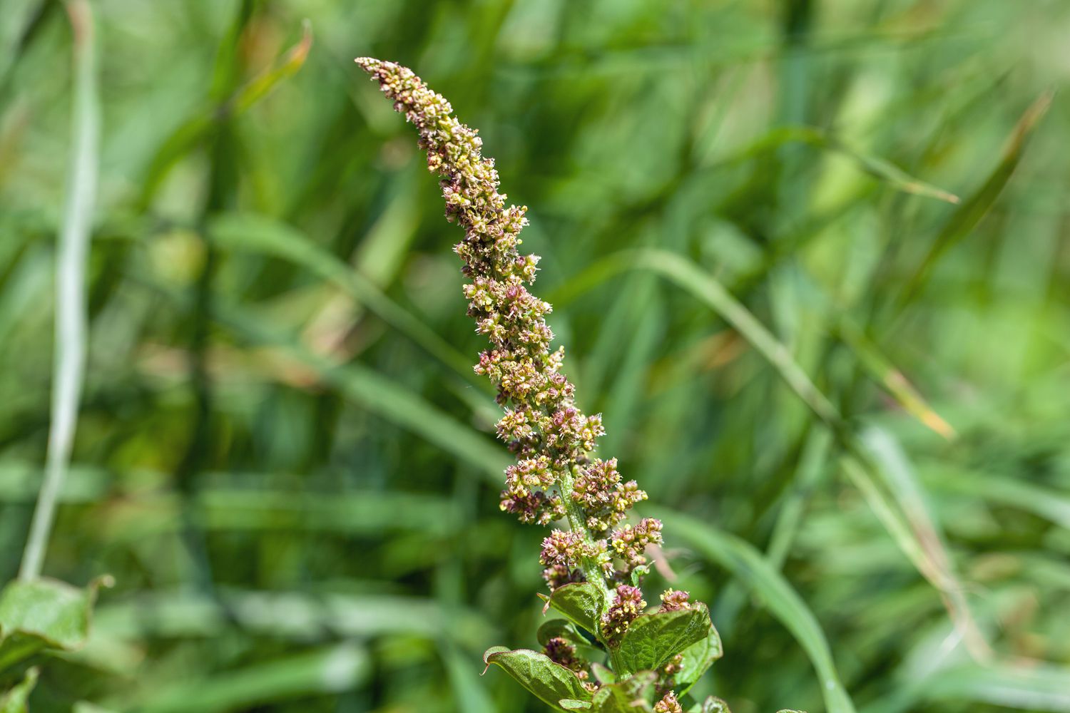 That is Strategies to Develop Good King Henry, an Unimaginable Edible Perennial