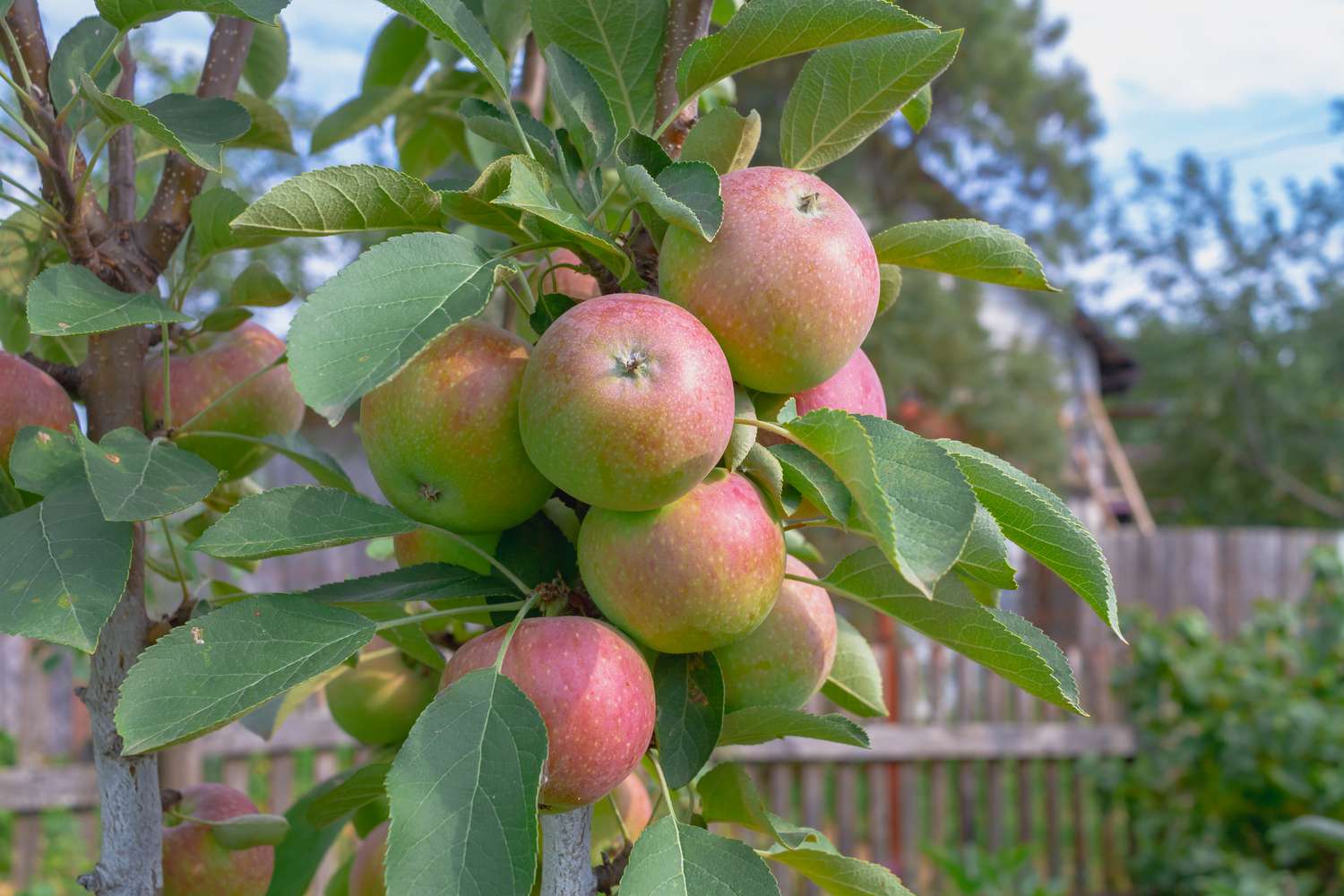 Try These Explicit Bushes for Fruit in Small Areas